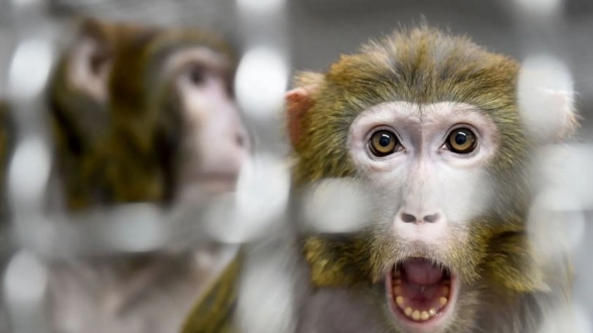 مرض فيروسي نادر مصدره القرود